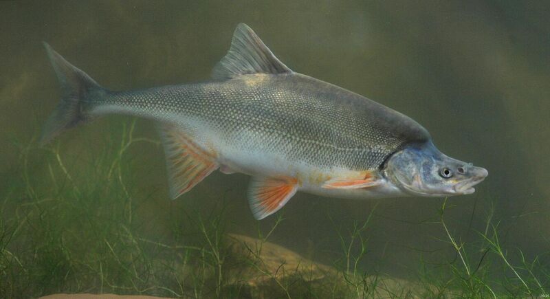 File:HumpbackChub usgs.jpeg