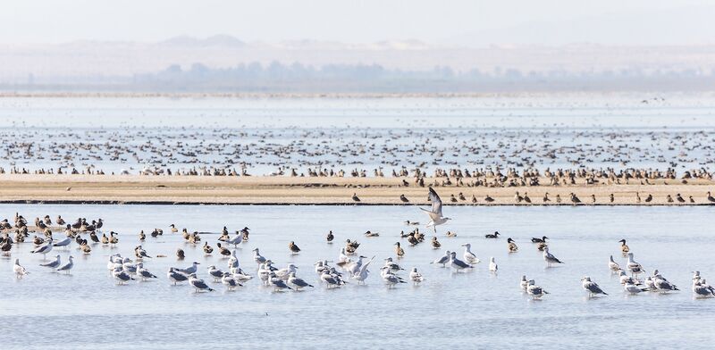 File:Salton Sea CaDWR Mascarenas.jpg